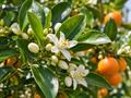 کالاموندین - نارنگی زینتی با گل‌های سفید خوش‌عطر و میوه‌های کوچک نارنجی‌